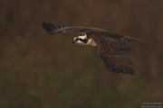 HAWKS, EAGLES, OSPREY